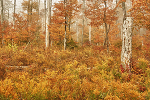 Fall Nature In Door County Wisconsin by Kelley McClure