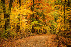 Road to Fall by Kelley McClure