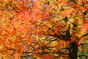 Tree on Fire by Kelley McClure