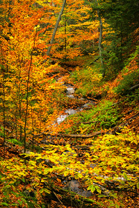 Fall in Munising Michigan by Kelley McClure