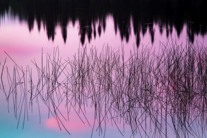 A Weedy Lake Abstract by Kelley McClure