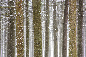 Winter Pine Forest by Kelley McClure