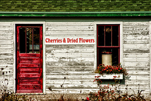 Door County Wisconsin Cherries by Kelley McClure