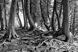 Roots by Kelley McClure