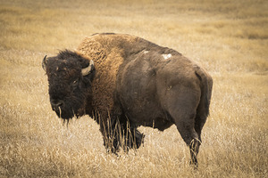 Bison of The Badlands