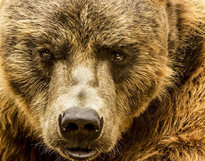 Grizzly Stare by Kelley McClure