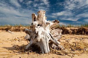 Driftwood ON the Beach