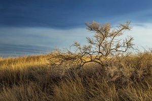Brush In The Badlands by Kelley McClure