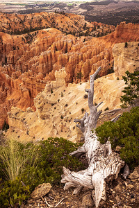 Deadwood Over Bryce by Kelley McClure