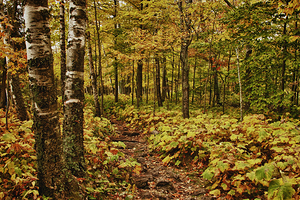Wisconsin Fall Walk by Kelley McClure