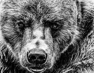 Grizzly Stare B&W by Kelley McClure