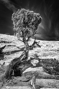 Weathered Juniper in Arches National Park by Kelley McClure