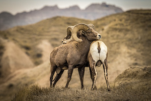 Big Horn Sheep Standoff