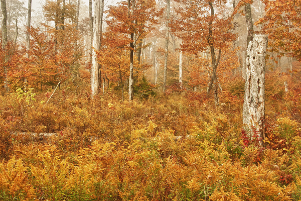 Fall Nature In Door County Wisconsin Print
