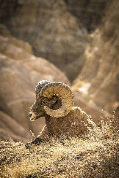 Bighorn Sheep of Badlands Print