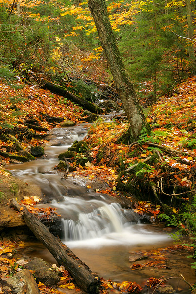 Streams of Michigan Print