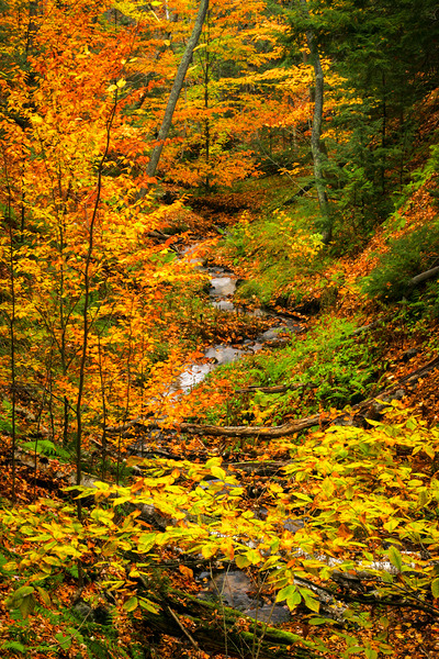 Fall in Munising Michigan Print