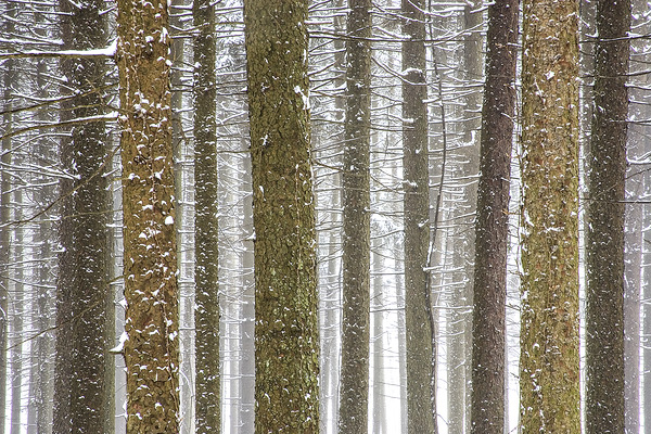 Winter Pine Forest Print