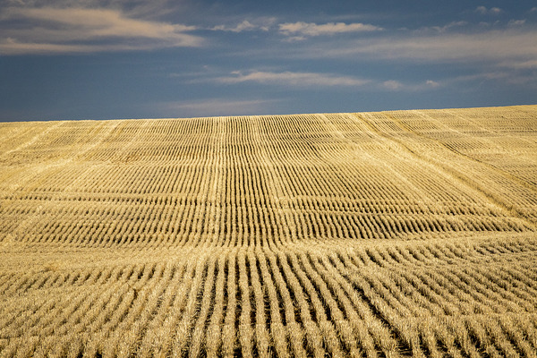 South Dakota Farm Country Print