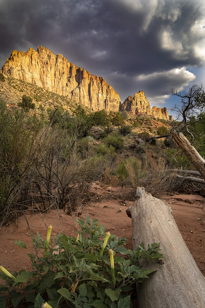 The Watchman of Zion Print