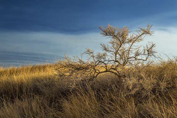 Brush In The Badlands Print