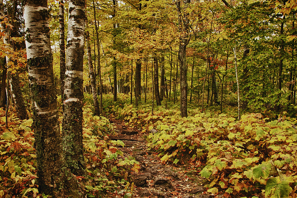 Wisconsin Fall Walk Print