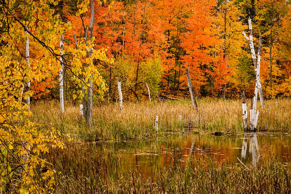 Fall of Colors Print