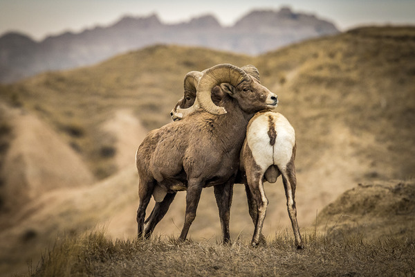 Big Horn Sheep Standoff Print