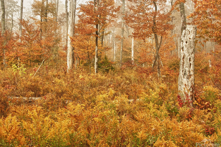 Fall Nature In Door County Wisconsin  Print
