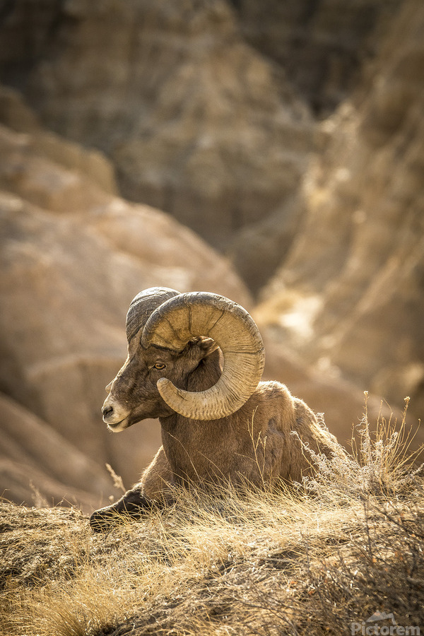 Bighorn Sheep of Badlands  Print