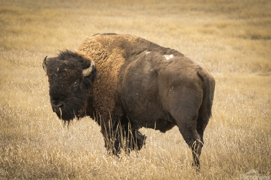 Bison of The Badlands  Print