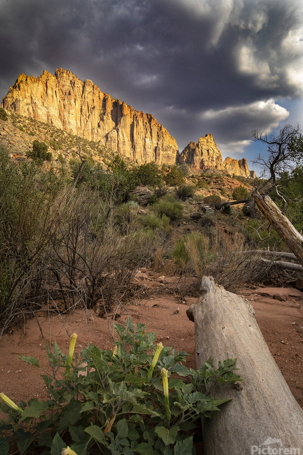 The Watchman of Zion  Print