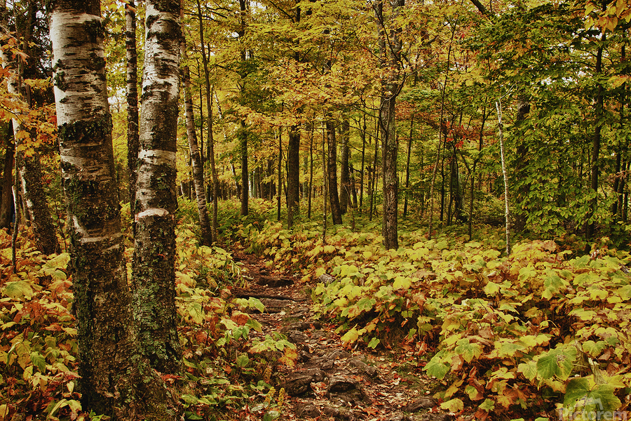 Wisconsin Fall Walk  Print