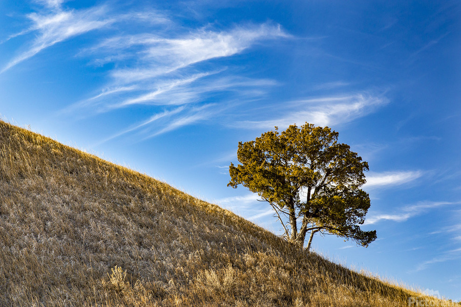Slanted Tree  Imprimer