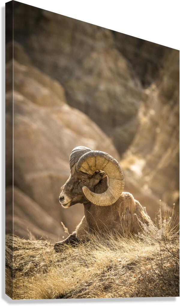 Bighorn Sheep of Badlands Canvas Print