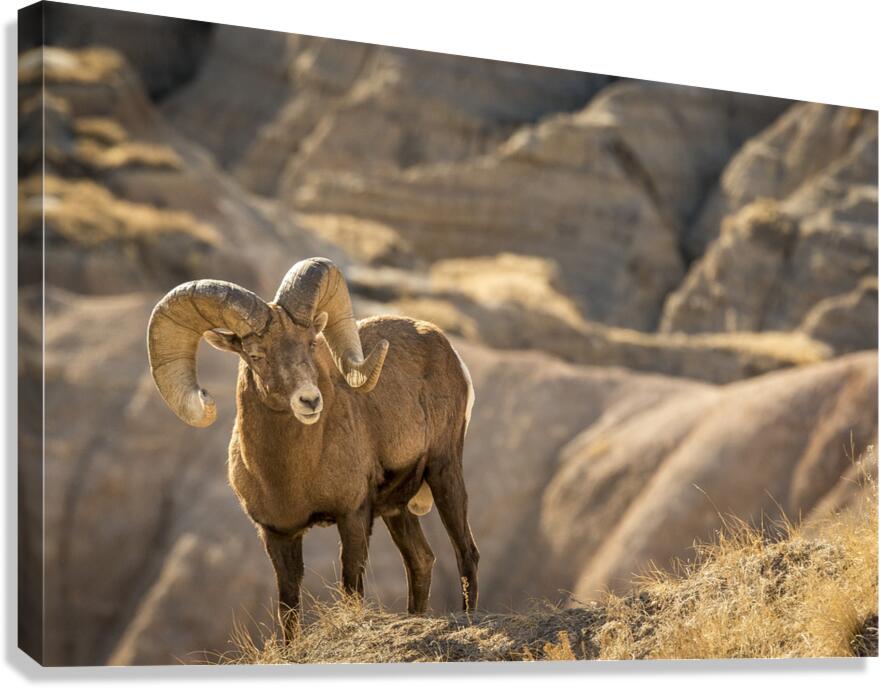 Badlands Bighorn Sheep Canvas Print