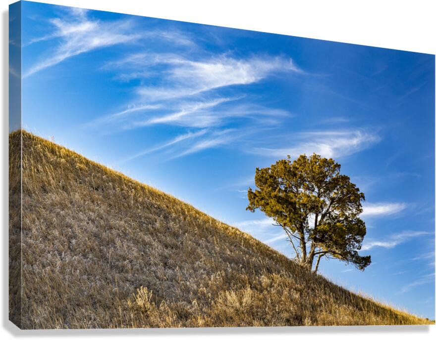 Slanted Tree Canvas Print