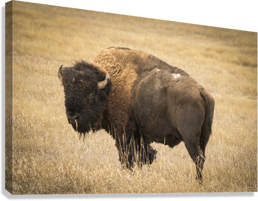 Bison of The Badlands Canvas Print