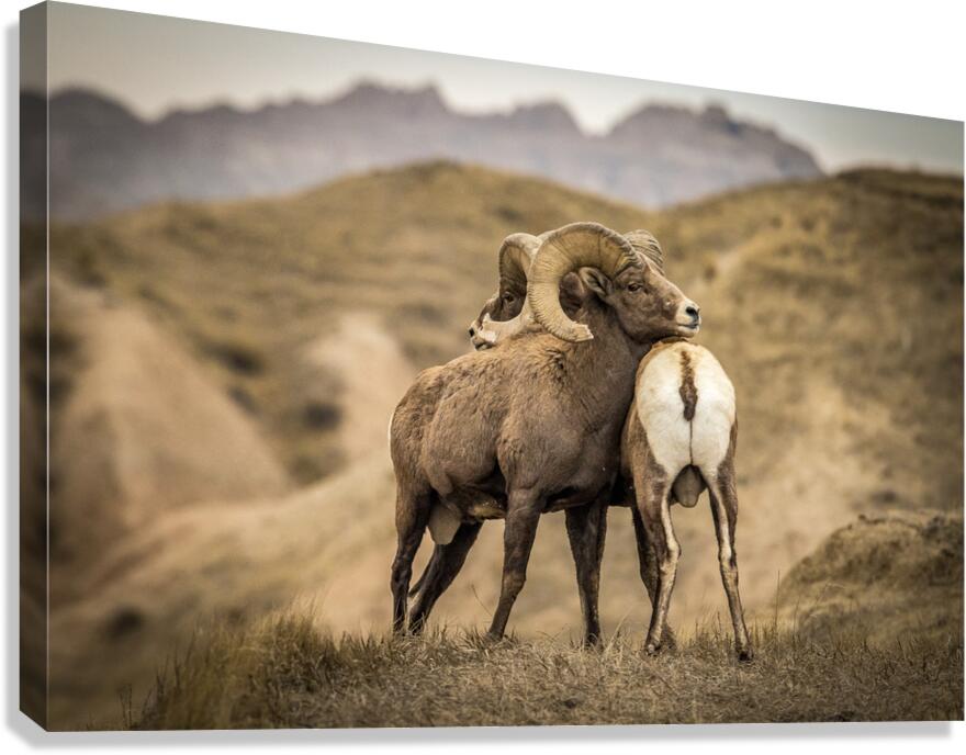 Big Horn Sheep Standoff Canvas Print