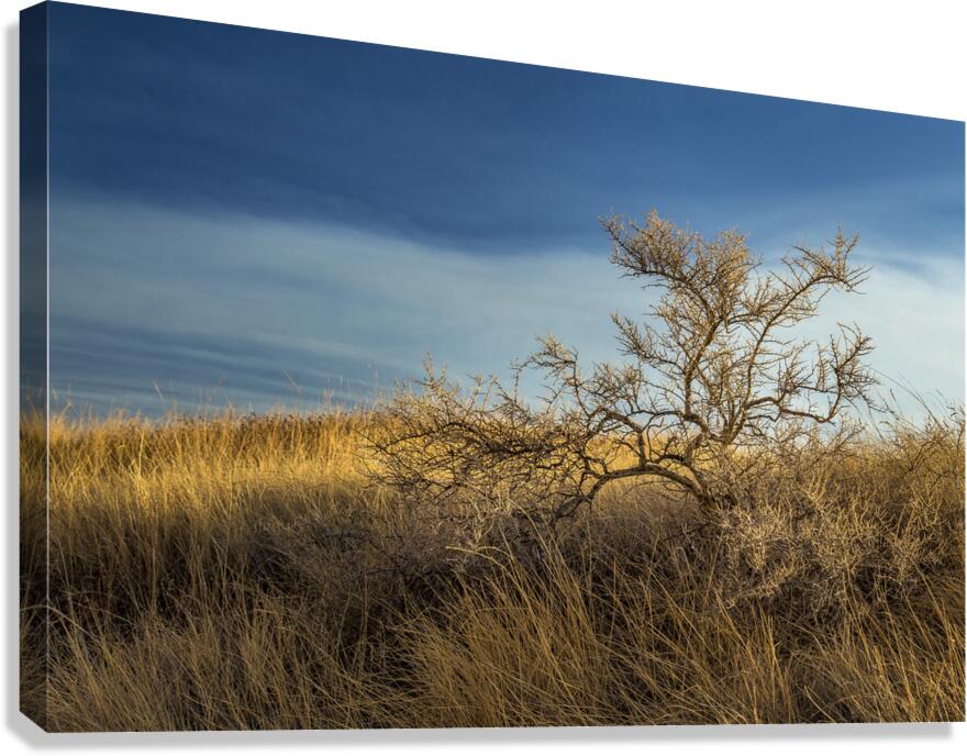 Brush In The Badlands Canvas Print