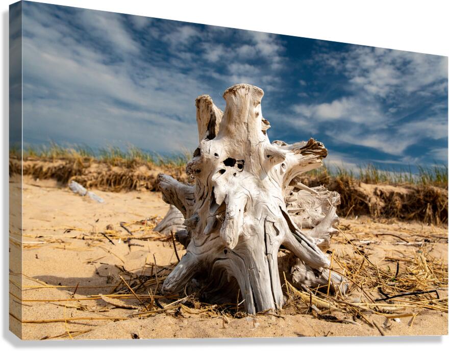 Driftwood ON the Beach Canvas Print