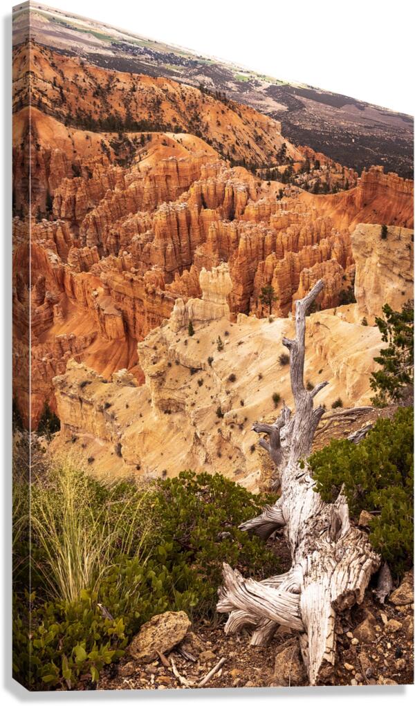 Deadwood Over Bryce Canvas Print