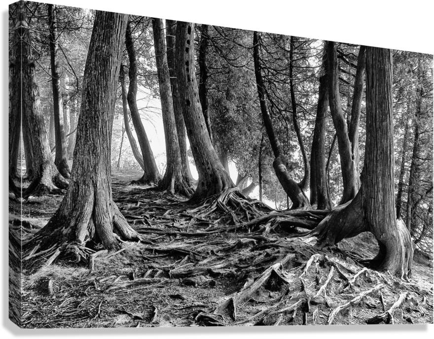 Roots Canvas Print