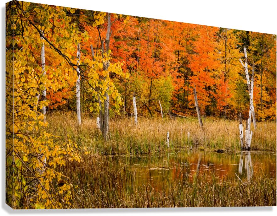 Fall of Colors Canvas Print