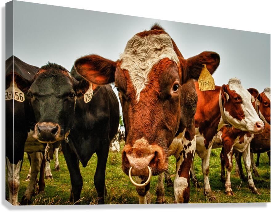 Wisconsin Cows Canvas Print