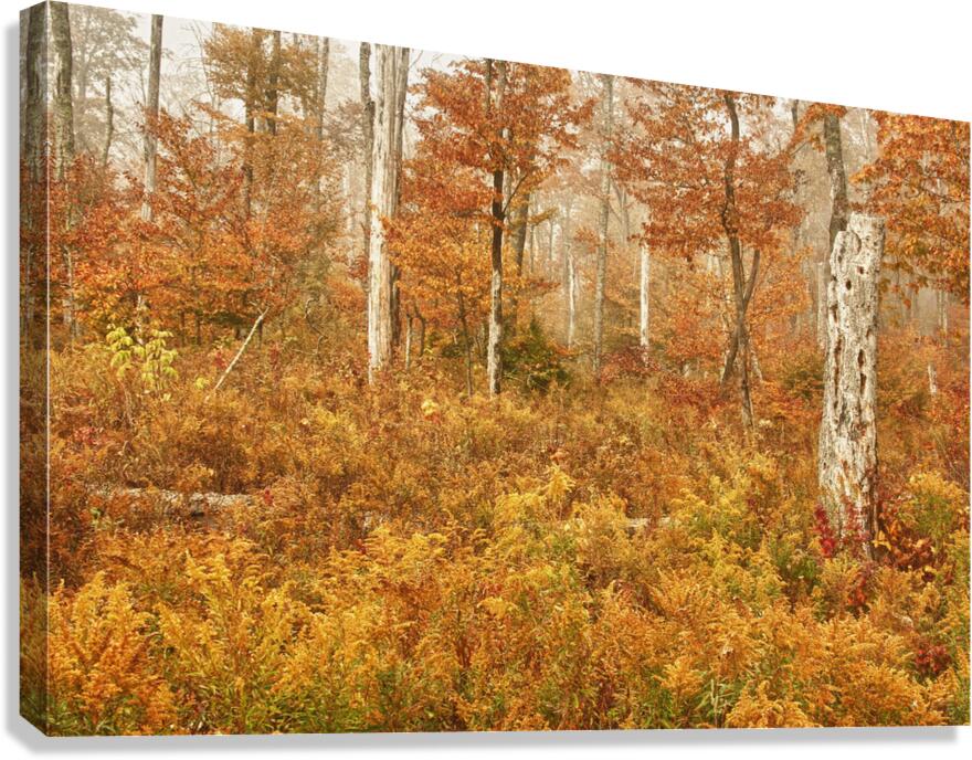 Fall Nature In Door County Wisconsin Canvas Print