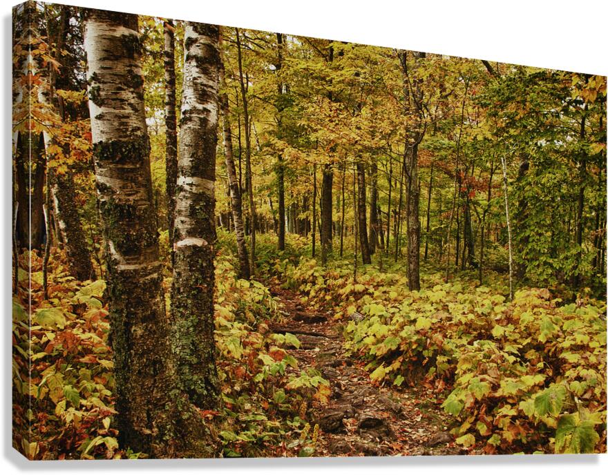 Wisconsin Fall Walk Canvas Print