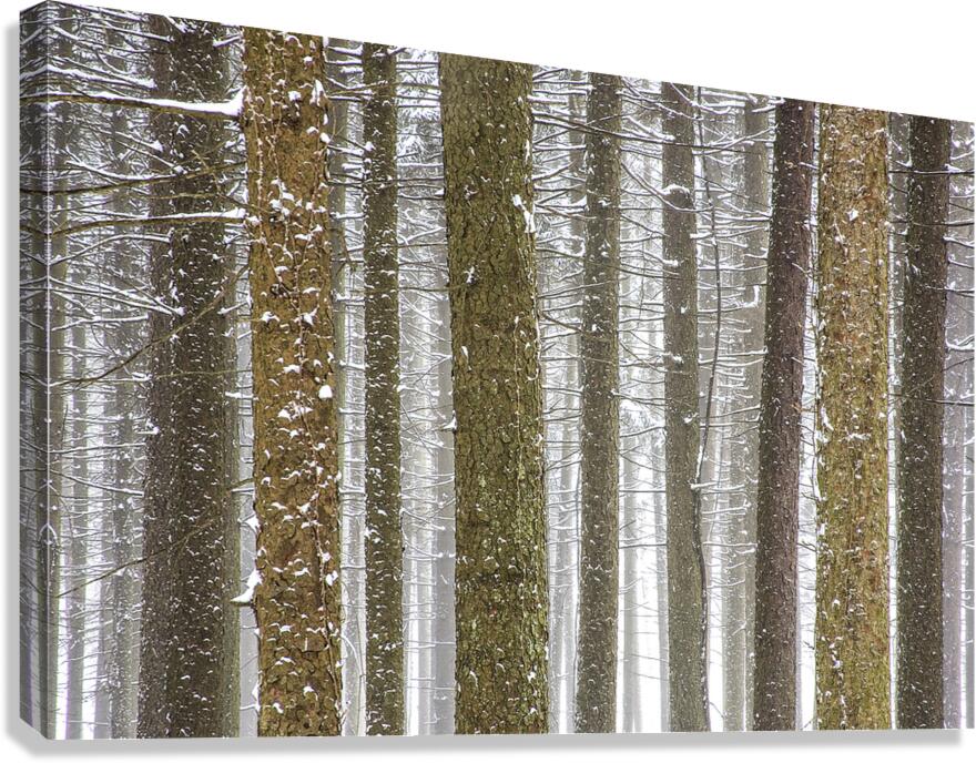 Winter Pine Forest Canvas Print
