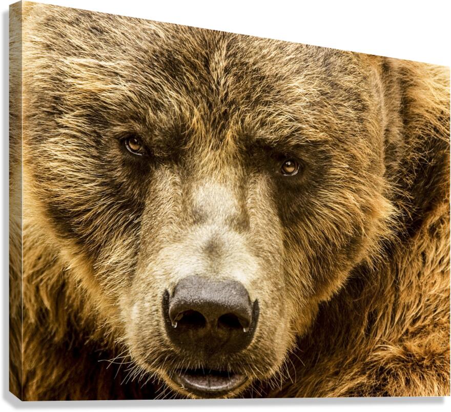 Grizzly Stare Canvas Print