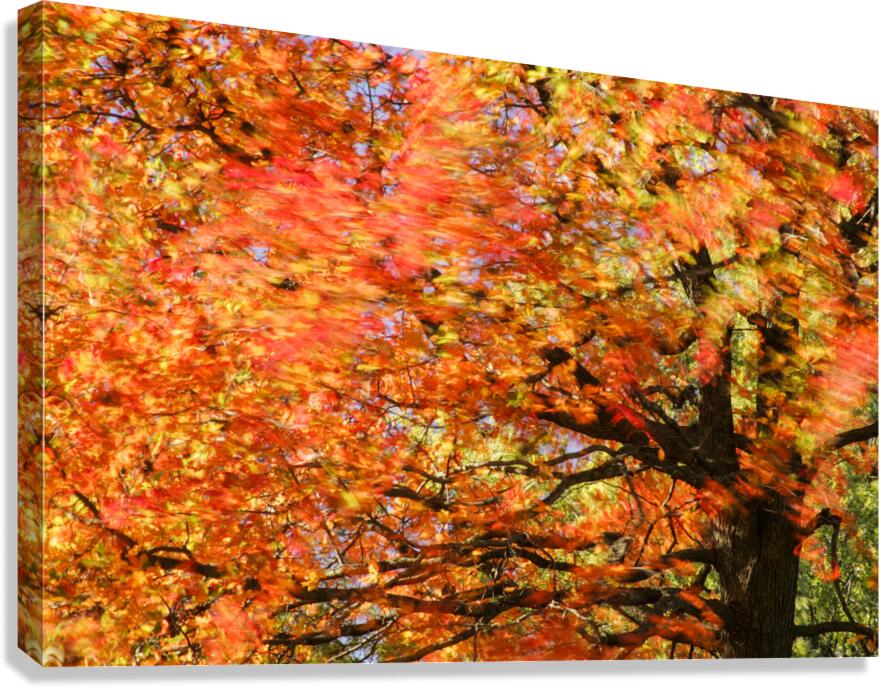 Tree on Fire Canvas Print